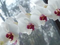 orchidsNL (34)